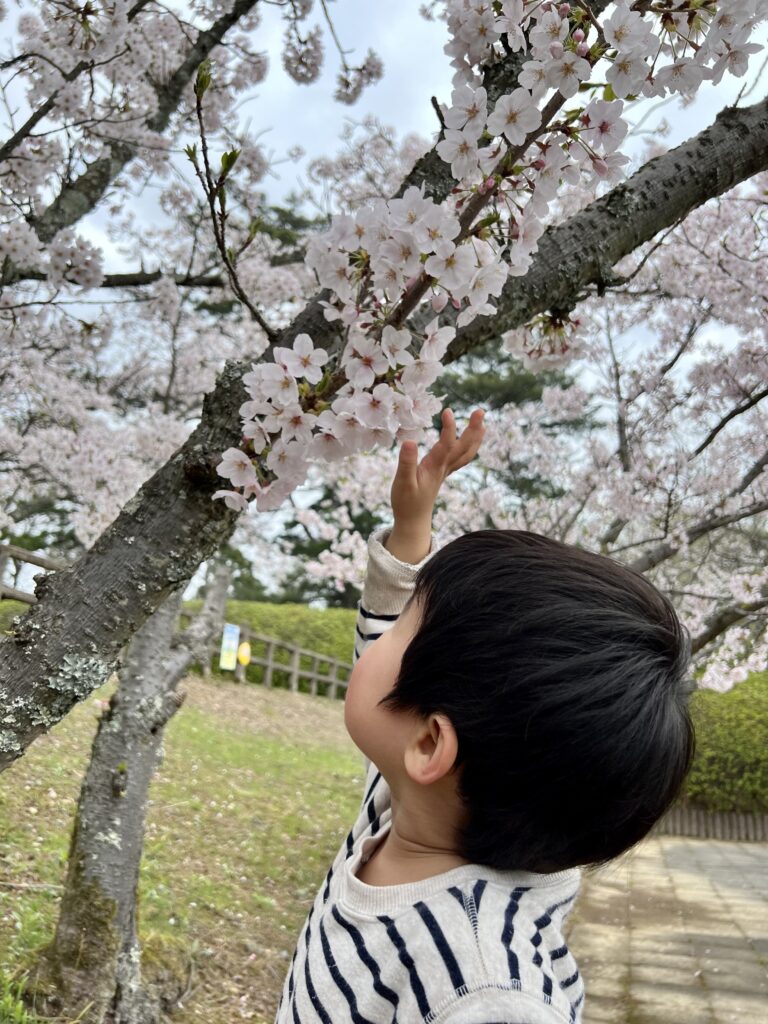 桜！！！