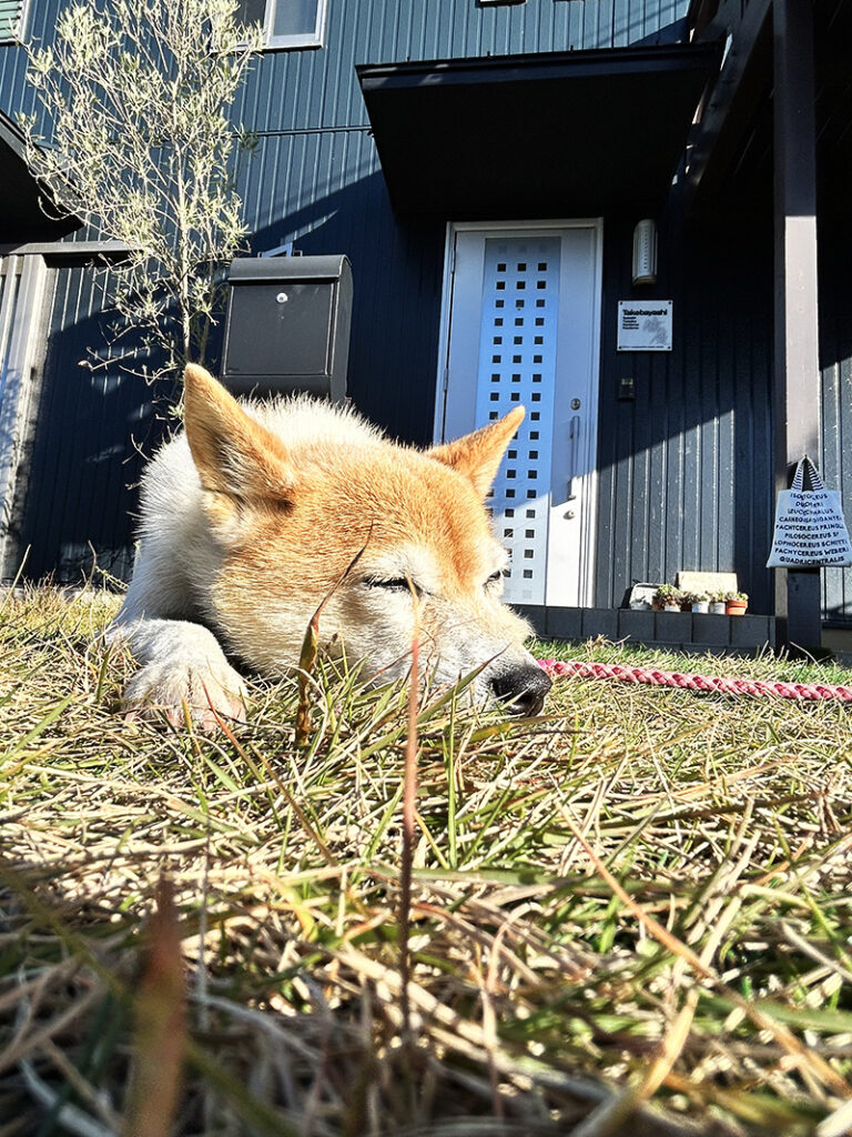 戌年じゃないよ巳年だよ