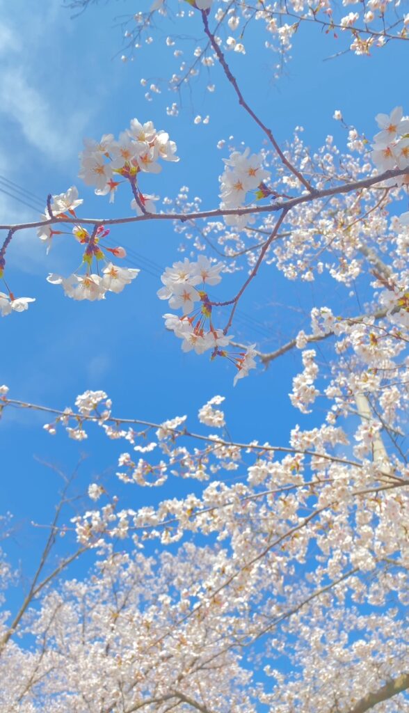 花見やりきりました