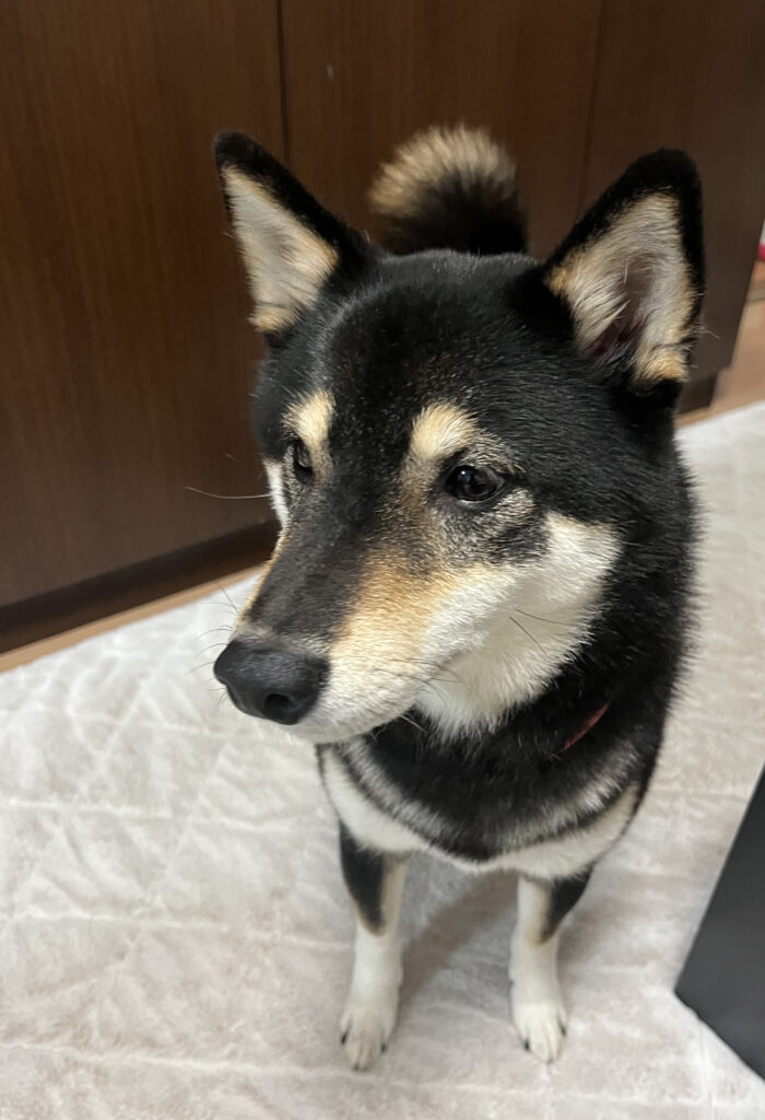 短い春が終わってゆく