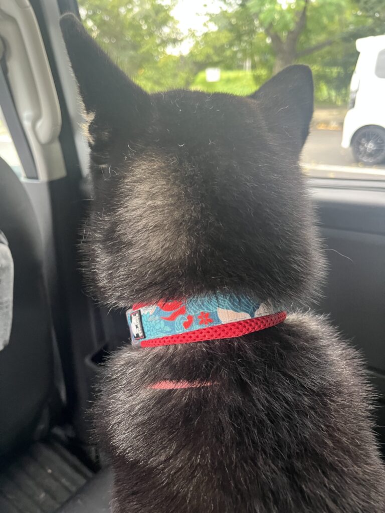 早いものねと心が囁いた　言われてみればうん早かった