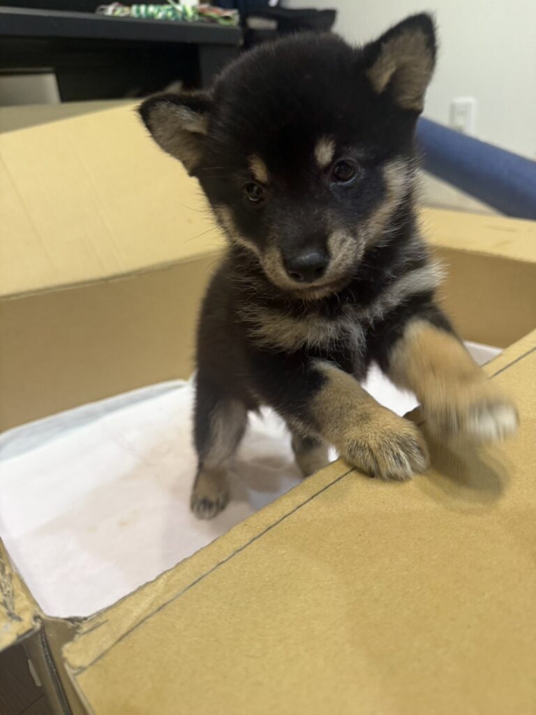 まさか！？柴犬？