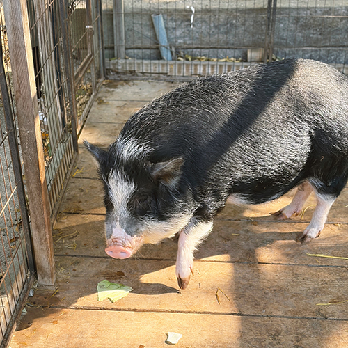 ありがとうブーちゃん