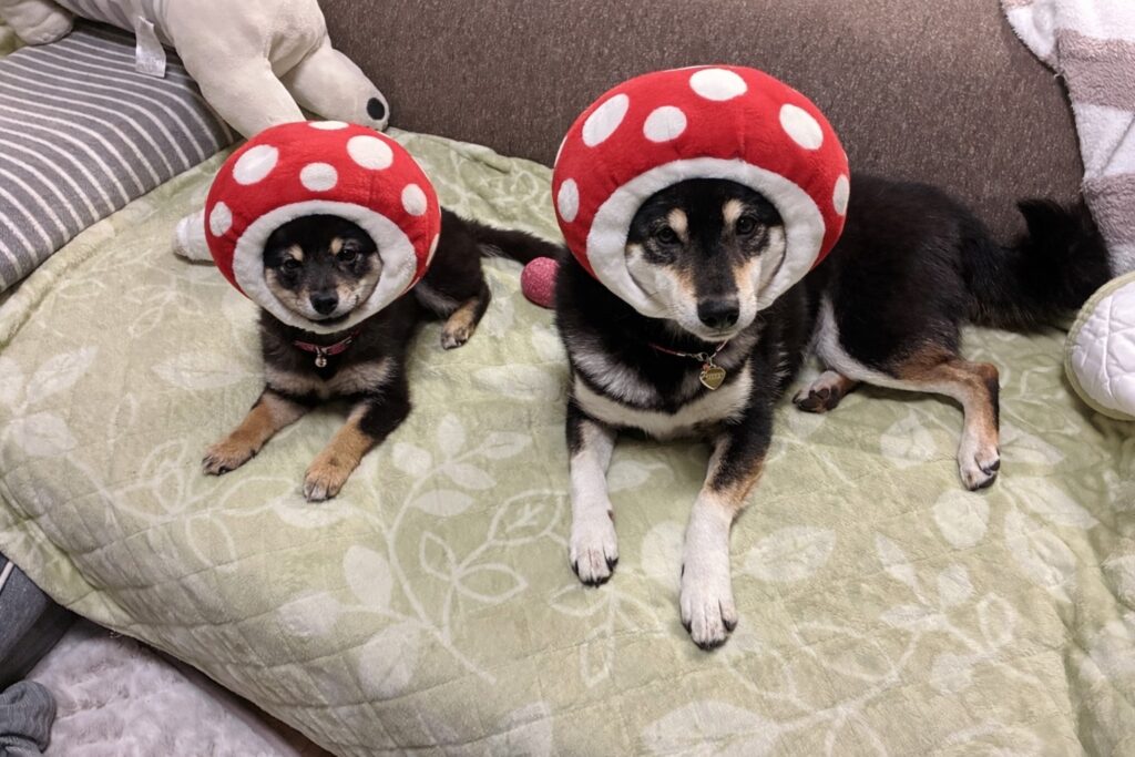 今年も残りあとわずか・・・