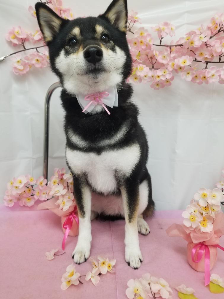 犬と暮らす、、、とは