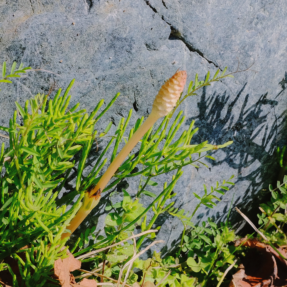 絶対に騙されない