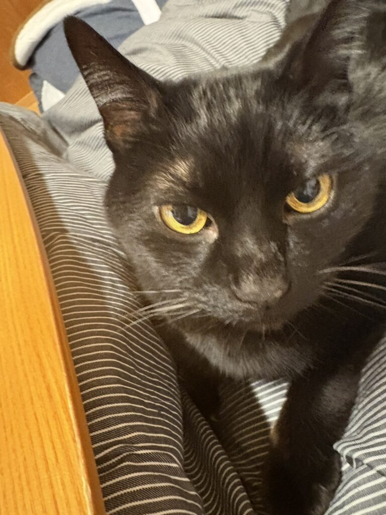 犬と猫がいる生活