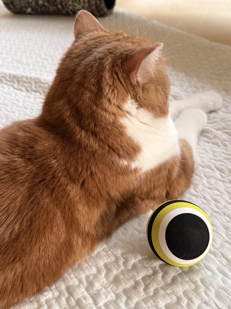 まわし者ではありません２